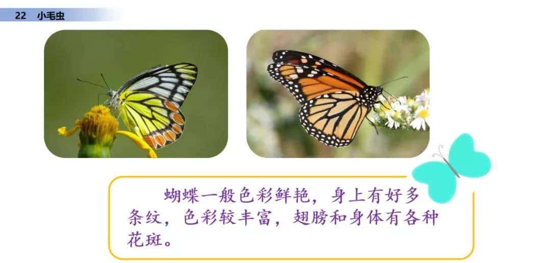 二年级下册语文课文22《小毛虫》图文详解及同步练习