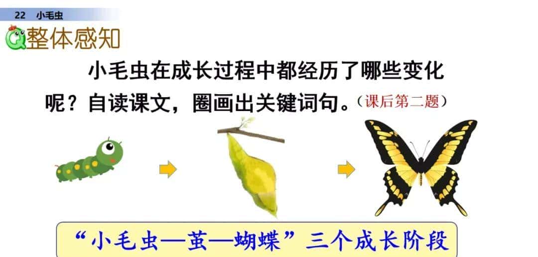 二年级下册语文课文22《小毛虫》图文详解及同步练习