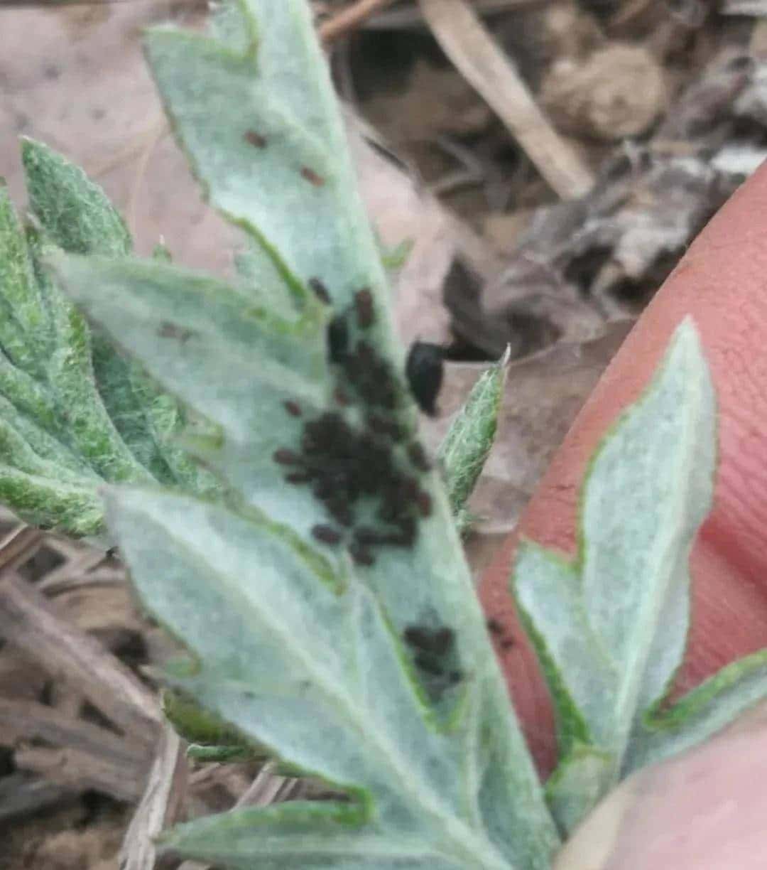 一种禹州道地中药材濒临绝迹，两兄弟历时七年抢救成功