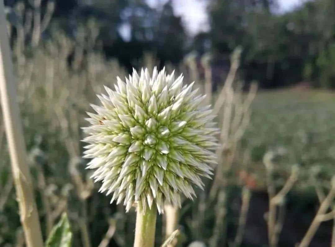 一种禹州道地中药材濒临绝迹，两兄弟历时七年抢救成功