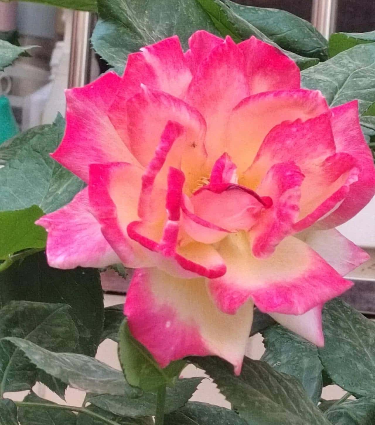 承揽合同与买卖合同的认定