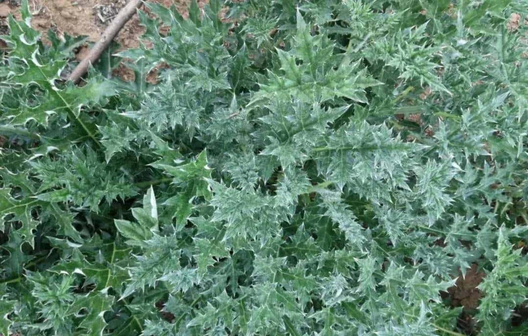 一种禹州道地中药材濒临绝迹，两兄弟历时七年抢救成功