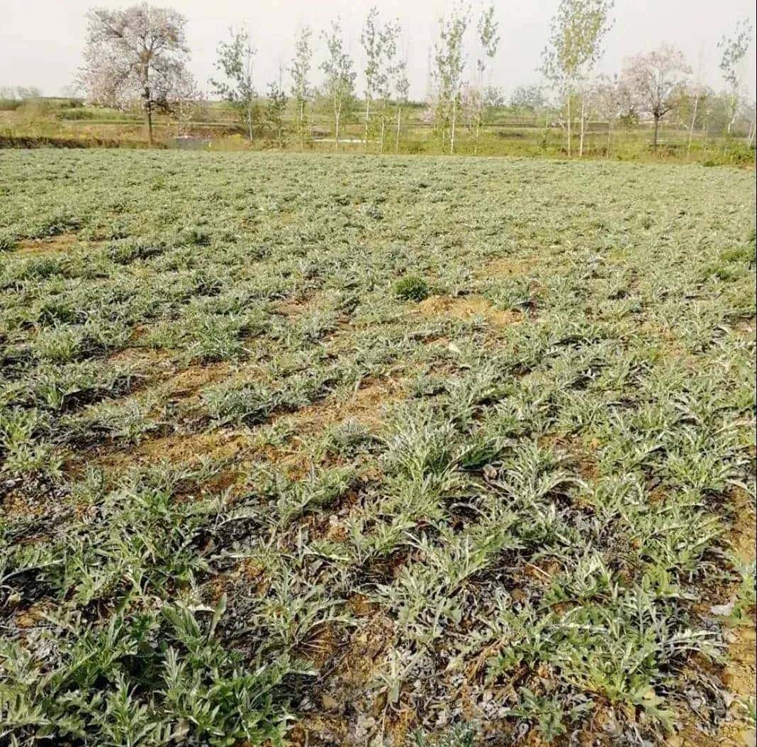一种禹州道地中药材濒临绝迹，两兄弟历时七年抢救成功