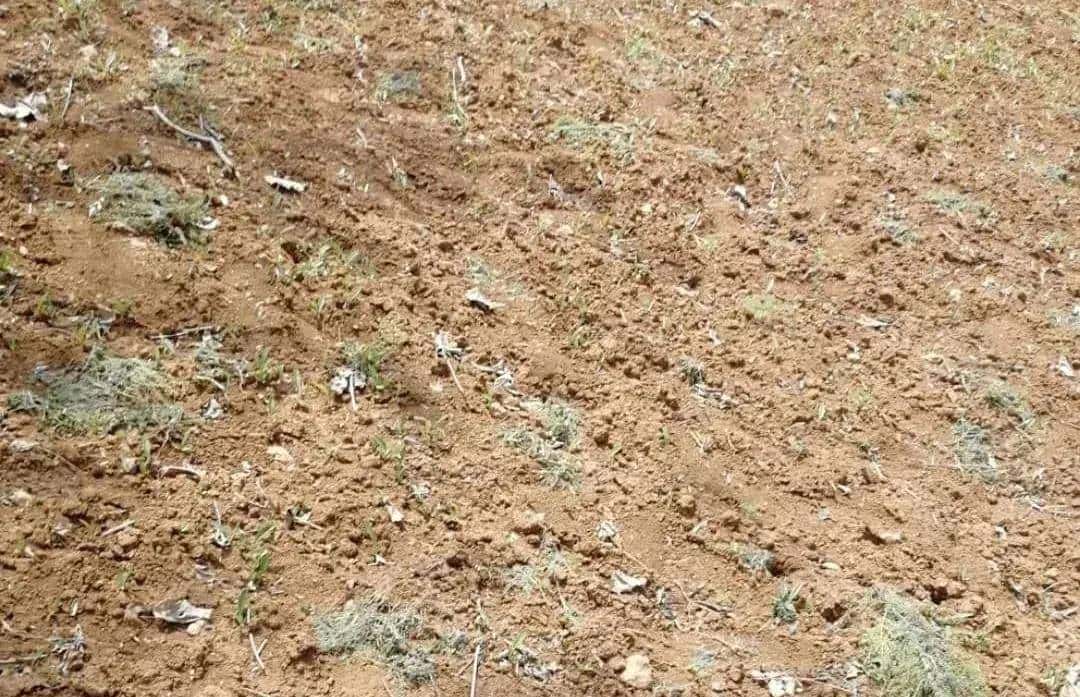 一种禹州道地中药材濒临绝迹，两兄弟历时七年抢救成功