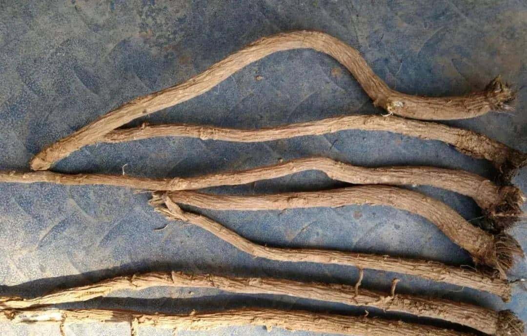 一种禹州道地中药材濒临绝迹，两兄弟历时七年抢救成功