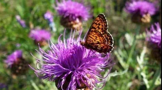 一种禹州道地中药材濒临绝迹，两兄弟历时七年抢救成功