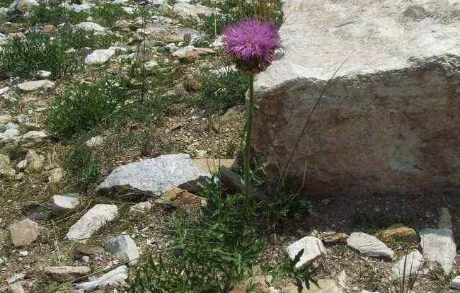 一种禹州道地中药材濒临绝迹，两兄弟历时七年抢救成功