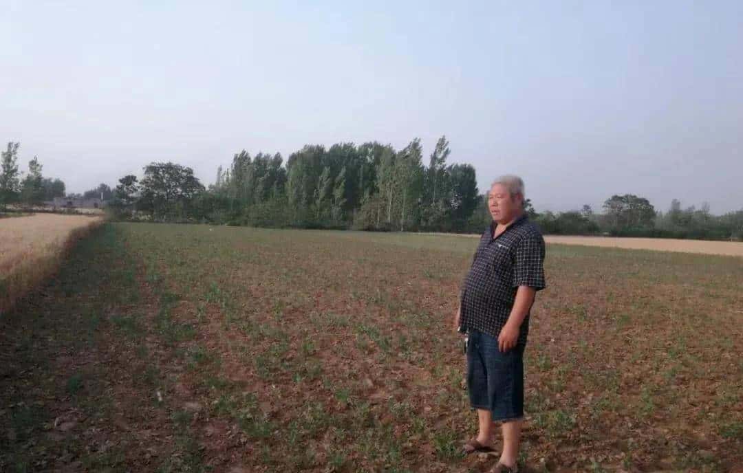 一种禹州道地中药材濒临绝迹，两兄弟历时七年抢救成功