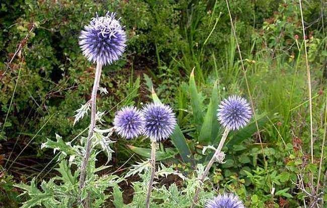 一种禹州道地中药材濒临绝迹，两兄弟历时七年抢救成功