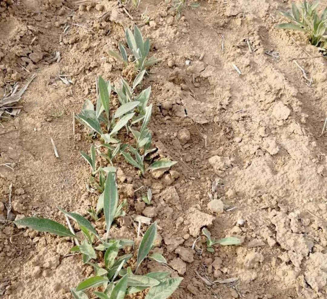 一种禹州道地中药材濒临绝迹，两兄弟历时七年抢救成功