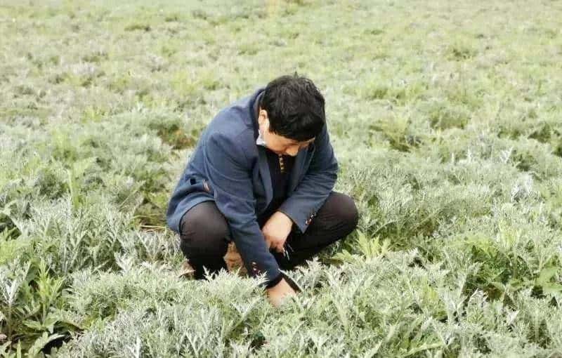 一种禹州道地中药材濒临绝迹，两兄弟历时七年抢救成功