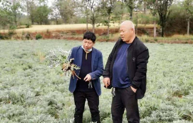 一种禹州道地中药材濒临绝迹，两兄弟历时七年抢救成功