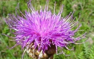 一种禹州道地中药材濒临绝迹，两兄弟历时七年抢救成功