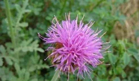 一种禹州道地中药材濒临绝迹，两兄弟历时七年抢救成功