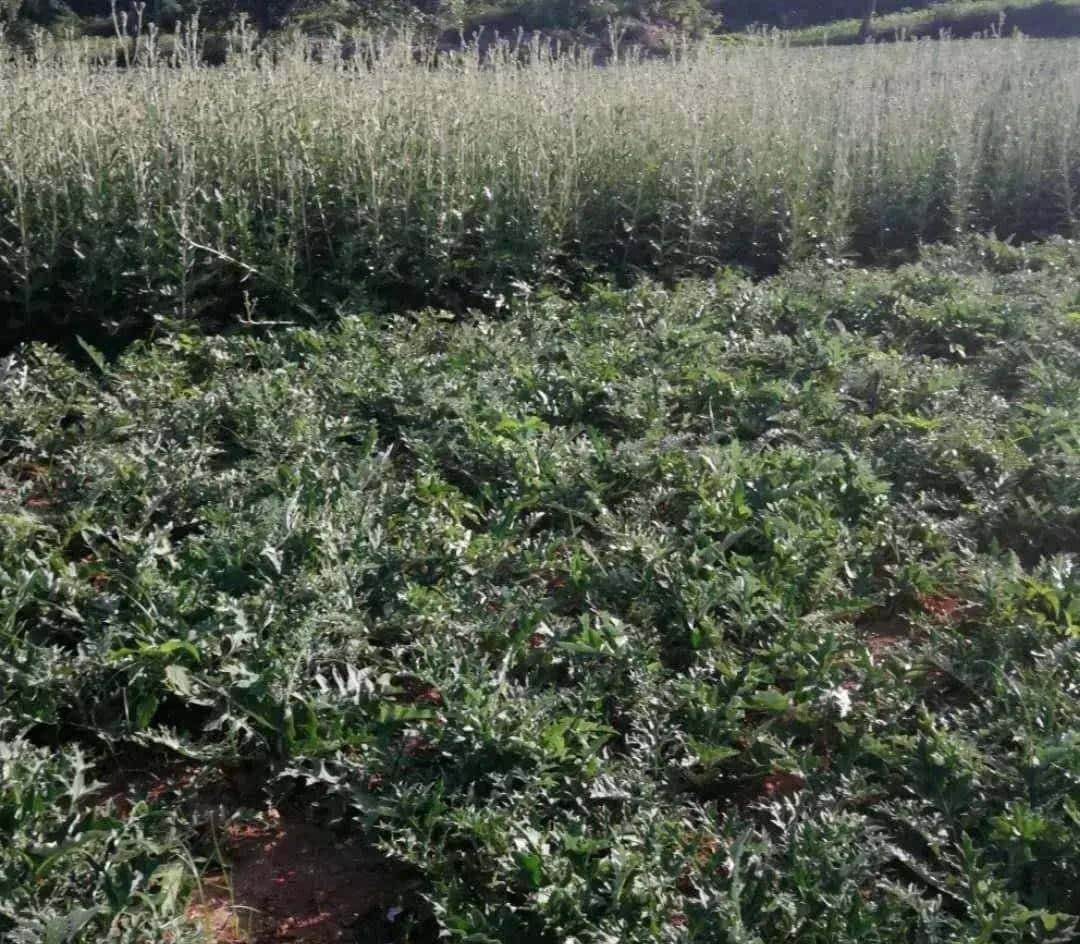 一种禹州道地中药材濒临绝迹，两兄弟历时七年抢救成功