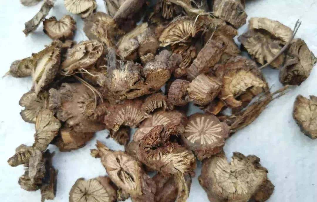 一种禹州道地中药材濒临绝迹，两兄弟历时七年抢救成功