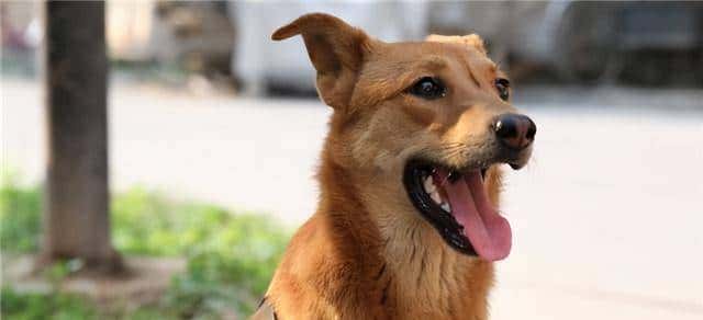 狗界忠诚排行榜:最忠诚的7种狗,一生只认定一个主人