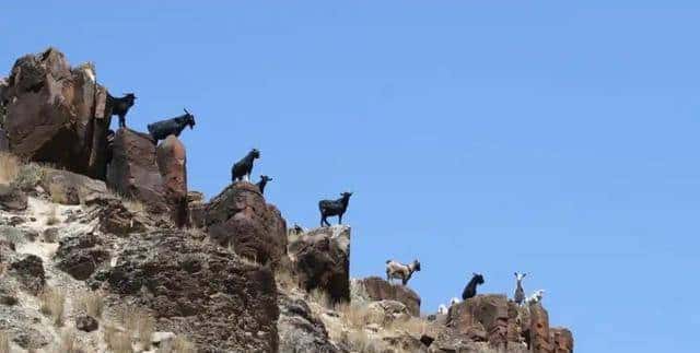 外来动物泛滥成灾！澳大利亚为什么不引进狮子老虎来控制？