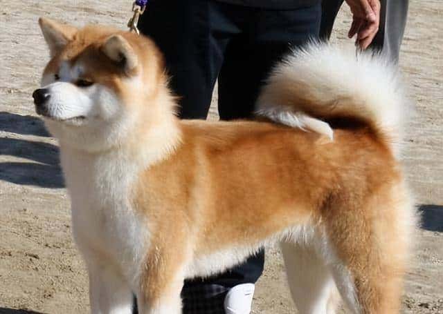 狗界忠诚排行榜:最忠诚的7种狗,一生只认定一个主人