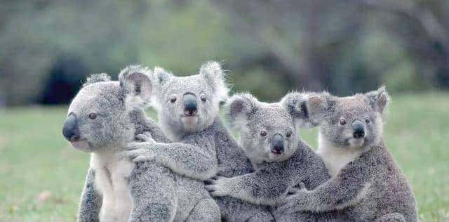 外来动物泛滥成灾！澳大利亚为什么不引进狮子老虎来控制？