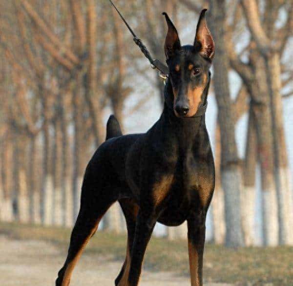 狗界忠诚排行榜:最忠诚的7种狗,一生只认定一个主人