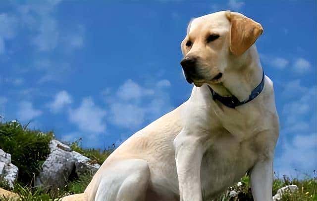 狗界忠诚排行榜:最忠诚的7种狗,一生只认定一个主人