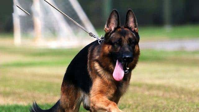 狗界忠诚排行榜:最忠诚的7种狗,一生只认定一个主人