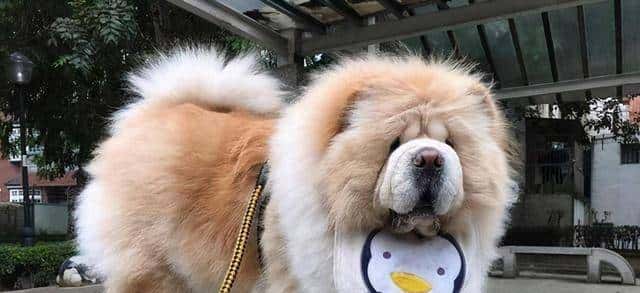 狗界忠诚排行榜:最忠诚的7种狗,一生只认定一个主人