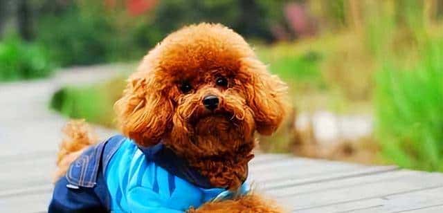 狗界忠诚排行榜:最忠诚的7种狗,一生只认定一个主人