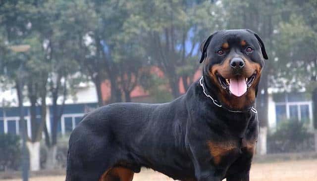 狗界忠诚排行榜:最忠诚的7种狗,一生只认定一个主人