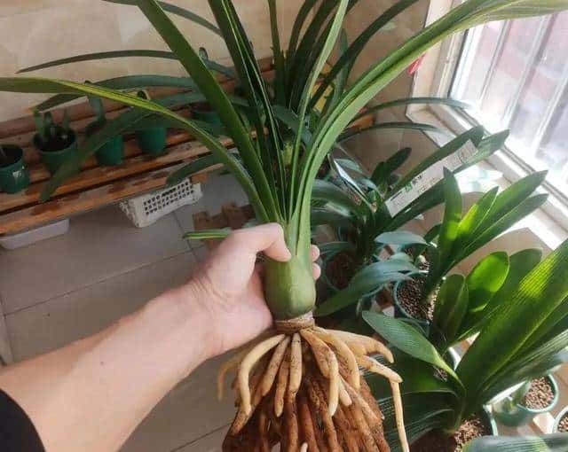 花草最爱3种“粉末”,每月一勺,根系肥壮,叶绿花繁