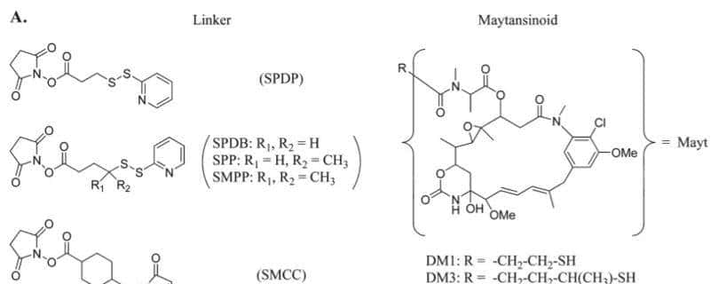 ADC烽烟四起，III期临床群雄逐鹿（上篇）