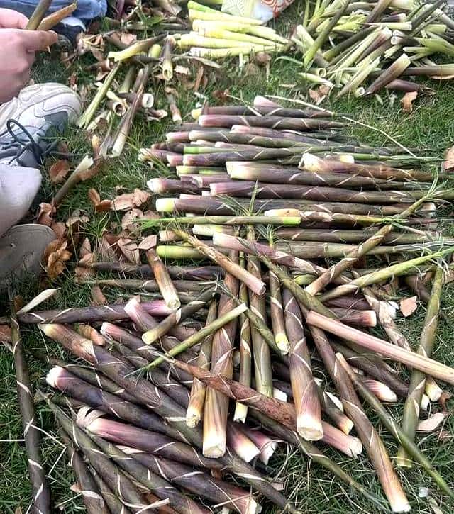 抓住春天的尾巴，享受打野的快乐。