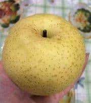 「儿研所儿医说」小孩咳嗽迁延不愈，川贝雪梨汤到底是“救星”还是“帮凶”？