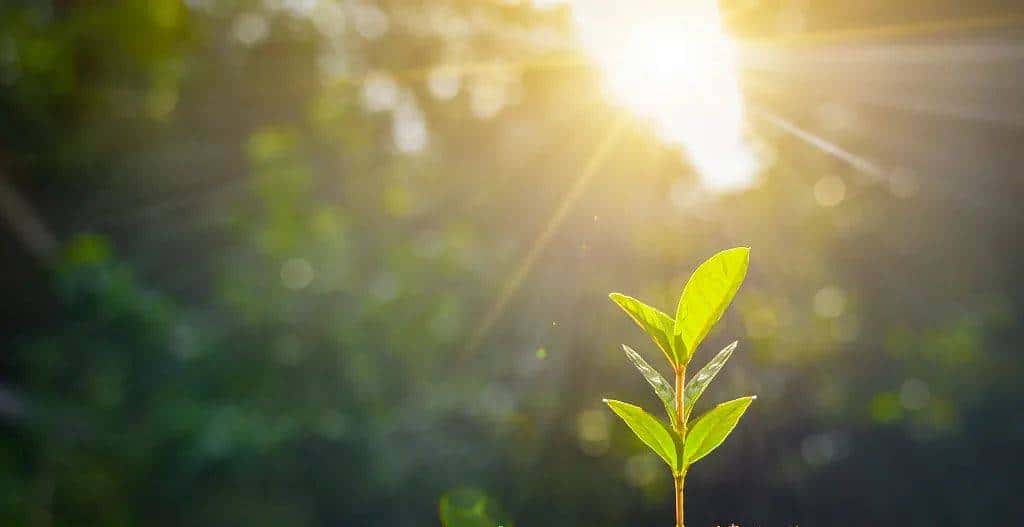 今天只有一个颜色。