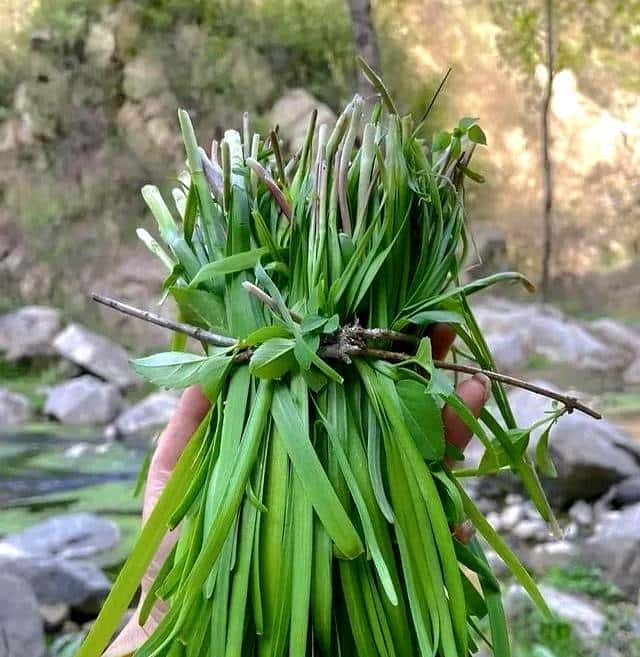 抓住春天的尾巴，享受打野的快乐。