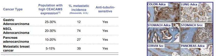 ADC烽烟四起，III期临床群雄逐鹿（上篇）