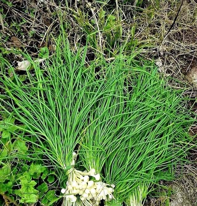 抓住春天的尾巴，享受打野的快乐。