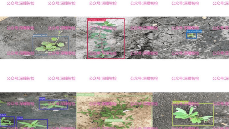YOLO11实战 第066期-基于yolo11的建筑物表面杂草检测实战-数据集&源码&系统
