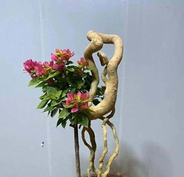 花草最爱3种“粉末”,每月一勺,根系肥壮,叶绿花繁