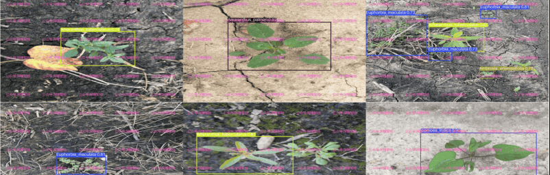 YOLO11实战 第066期-基于yolo11的建筑物表面杂草检测实战-数据集&源码&系统