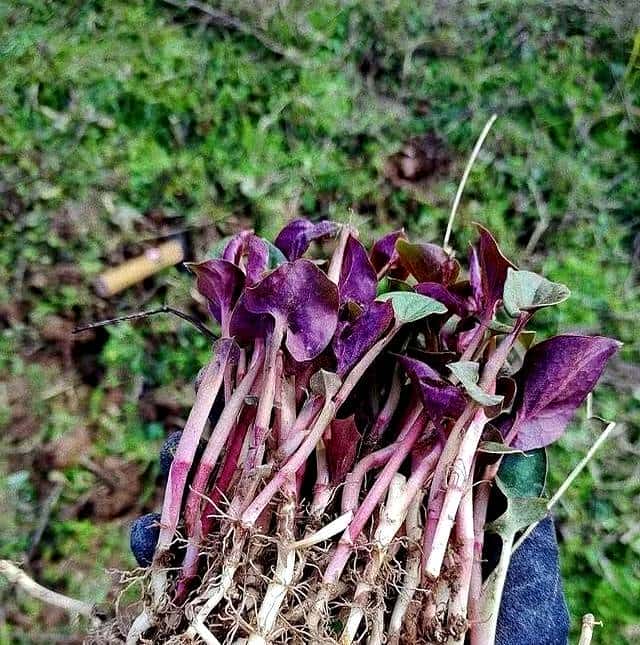抓住春天的尾巴，享受打野的快乐。