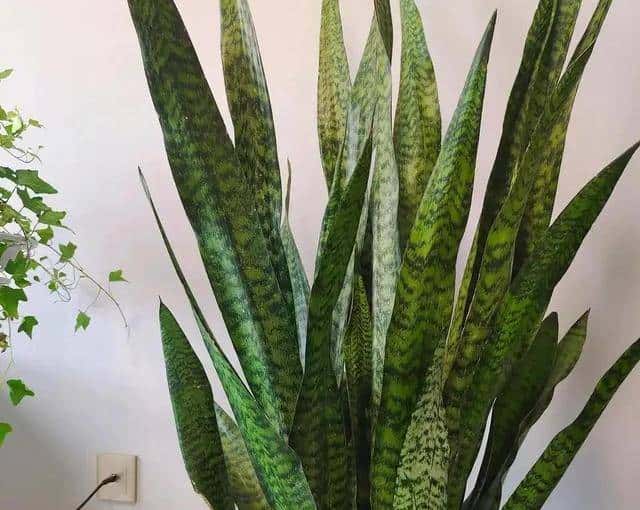 花盆里戳个洞，扔一把黄豆，根肥叶绿，不愁养不好