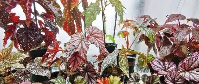 花草最爱3种“粉末”,每月一勺,根系肥壮,叶绿花繁