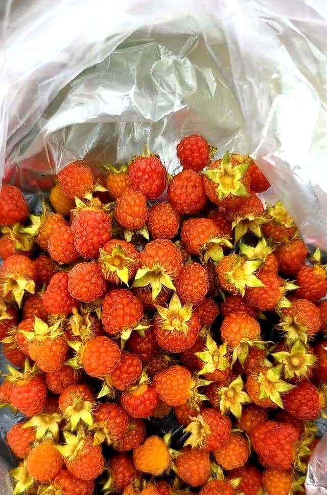 抓住春天的尾巴，享受打野的快乐。