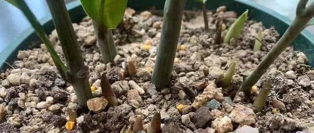 花盆里戳个洞，扔一把黄豆，根肥叶绿，不愁养不好