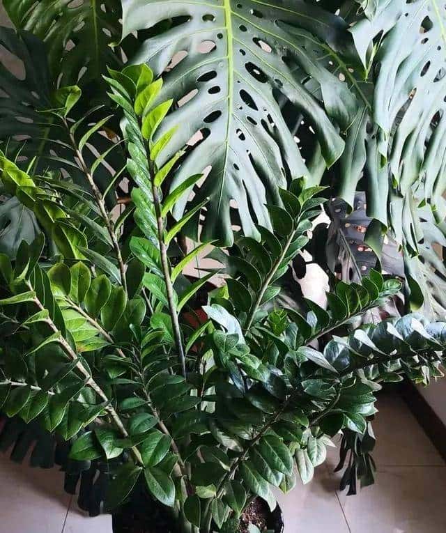 花盆里戳个洞，扔一把黄豆，根肥叶绿，不愁养不好