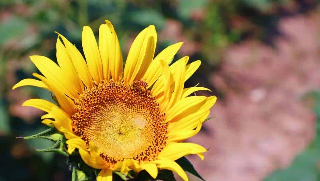 Whoopee! 快来晒“太阳”~