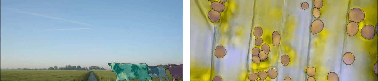 Meta发布 Segment Anything:致力于图像分割的第一个基础模型