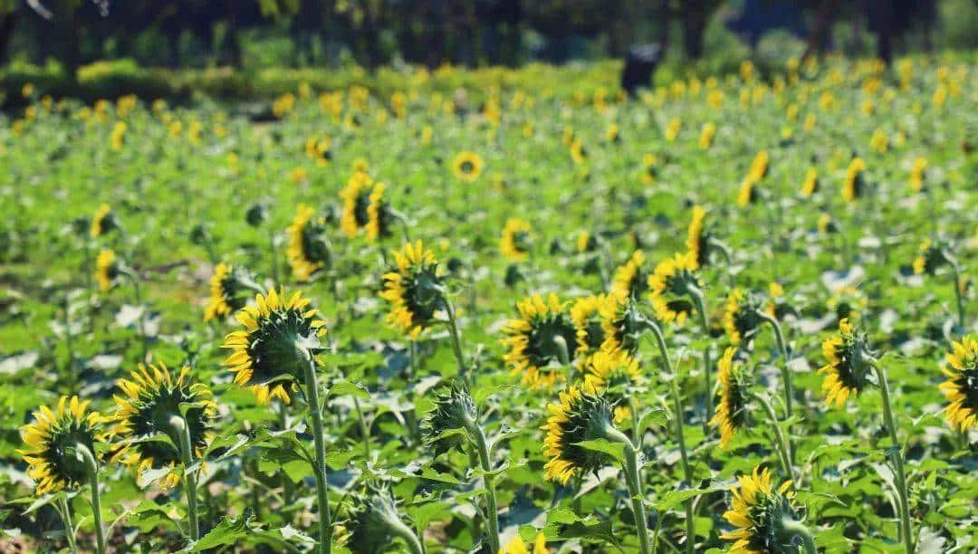 Whoopee! 快来晒“太阳”~